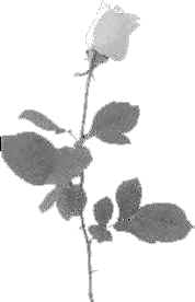 wpe10.jpg (4224 bytes)